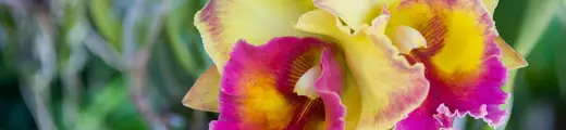 Colombia_Orchid Colombia_Orchid