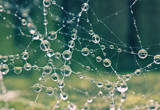 Cobweb With Raindrops Cobweb With Raindrops