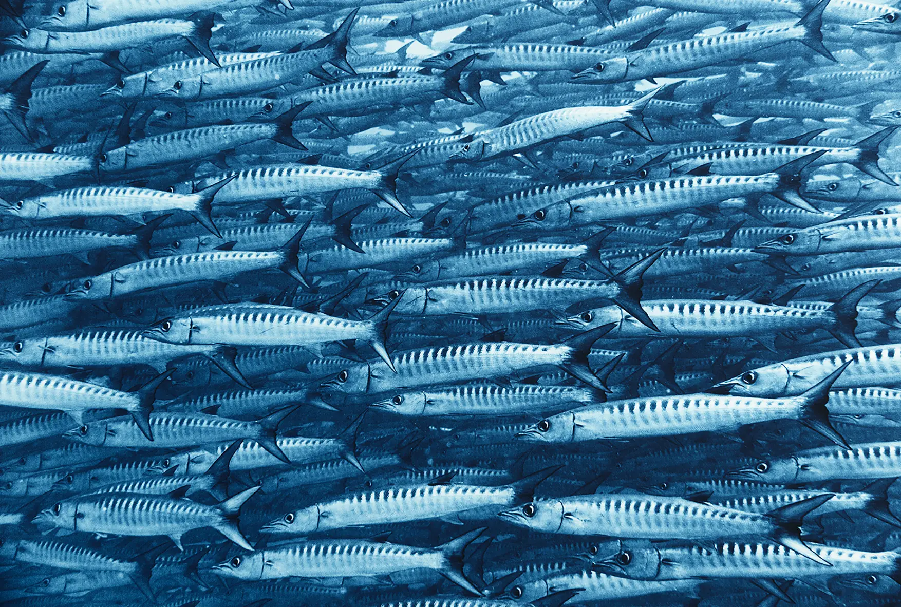 Barracuda School Barracuda School