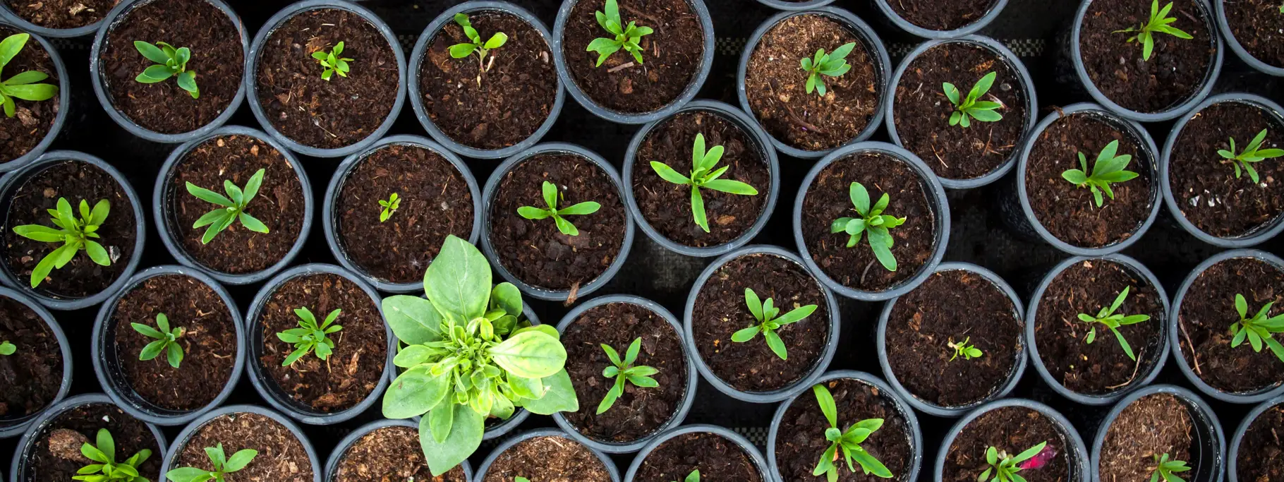 Plant Standing Out From The Rest (1) Plant Standing Out From The Rest (1)