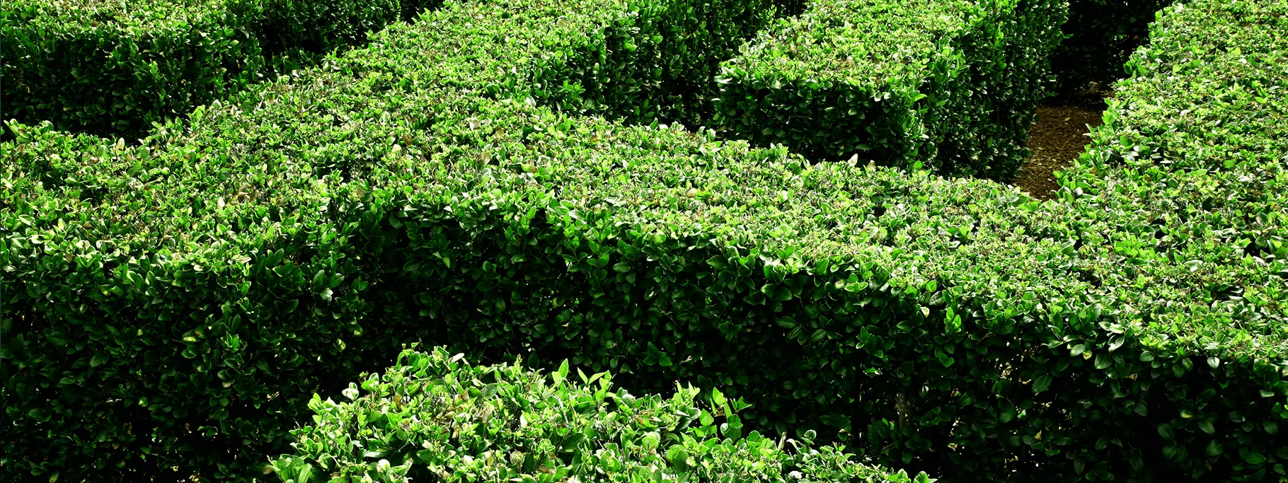 Regcomp_Hero  Regcomp_Hero