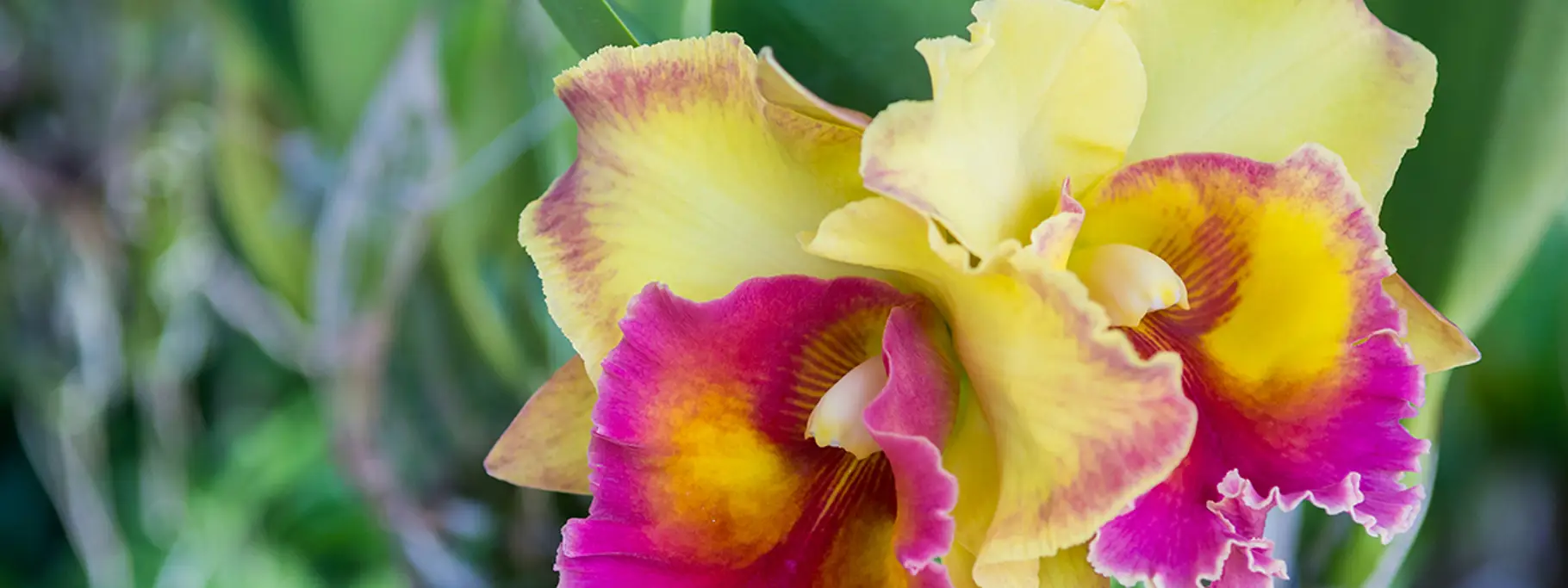 Colombia_Orchid Colombia_Orchid