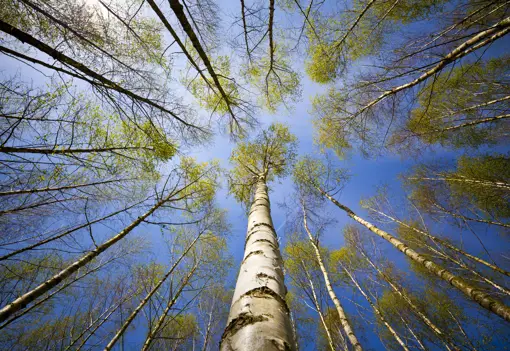 Birch Trees From Below Birch Trees From Below